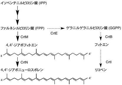 heliobacteria.jpg